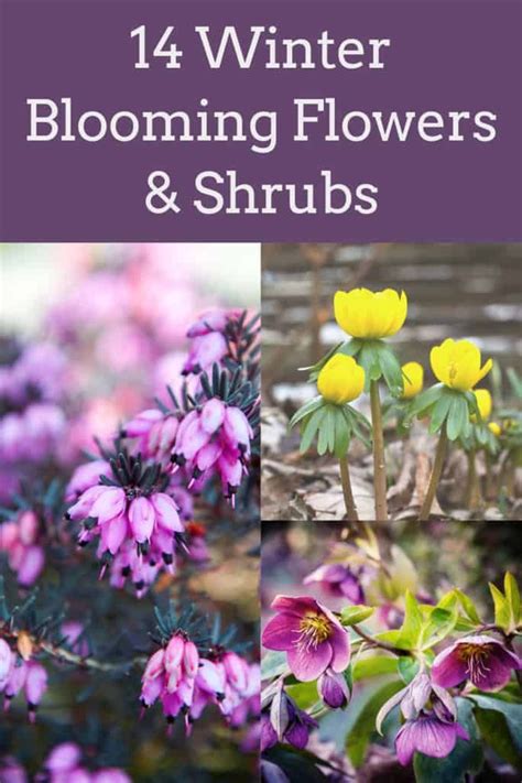 14 Winter Blooming Flowers And Shrubs For A Vibrant Winter Garden
