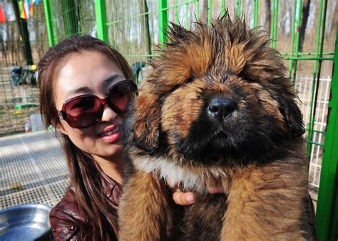Giving your puppy vaccinations or shots is not for the faint of heart. Cute pictures of puppies | Tibetan mastiff, Puppy pictures ...