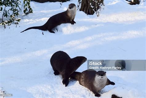 North American River Otters Playing In Snow Stock Photo Download