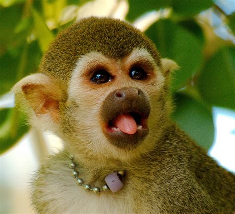 Common Squirrel Monkey Saimiri Sciureus21 Squirrel Monkey Monkeys