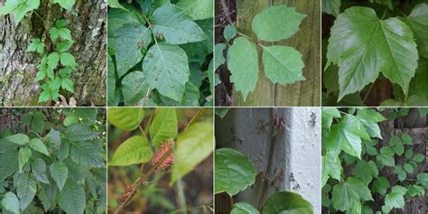 Eastern Poison Ivy Vs Japanese Creeper Identification