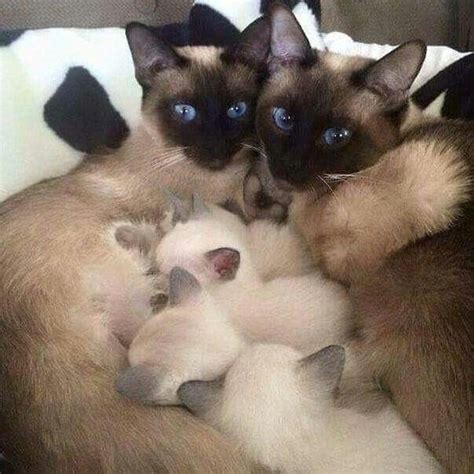 15 Facts You Didnt Know About Siamese Cats Petpress