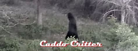 Top 10 Cryptids Still Lurking Around Texas Exemplore