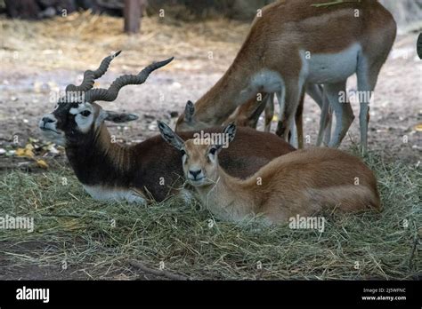 The Blackbuck Antilope Cervicapra Also Known As The Indian Antelope
