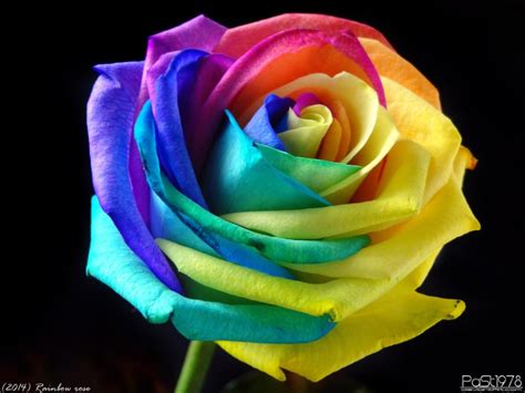 Rainbow Rose By Past1978 On Deviantart Rainbow Roses Rose Creative