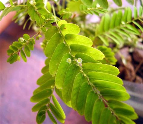 Phyllanthus Niruri The Miracle Plant Clear Kidneys Natural Kidney