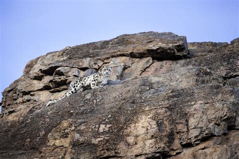 Celebrating Years Of Groundbreaking Science Snow Leopard Trust