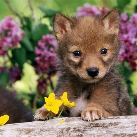 10 New Pictures Of Baby Wolfs Full Hd 1920×1080 For Pc Background 2024