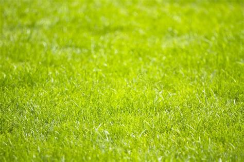 Background Of A Fresh Spring Green Grass Spring Backdrop Stock Image Image Of Landscape