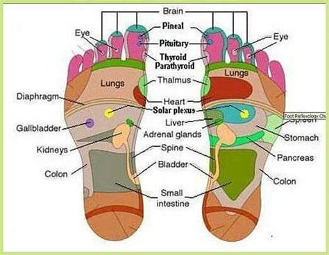 Feet To Organs Thyroid Medication Essential Oils For Thyroid