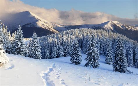 She raised her head to the fullest. Mountains tree trees winter snow traces - Phone wallpapers