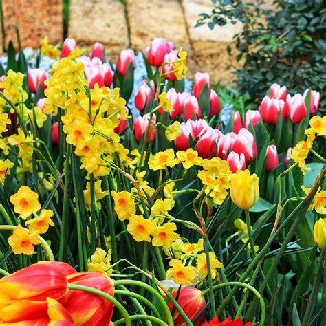 How To Plant Spring Flowering Bulbs The Home Depot