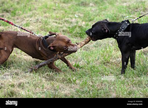Two Pit Bull Dogs Fighting For A Stick During Pit Bull Show In