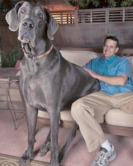 Meet The Giant Tallest Dog Worlds Largest Dog Big Dogs