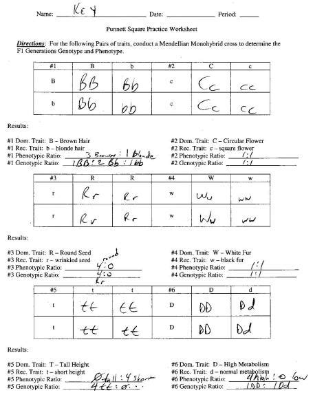 Punnett square practice problems answer key. unmathefma - Download worksheet 17 meiosis overview