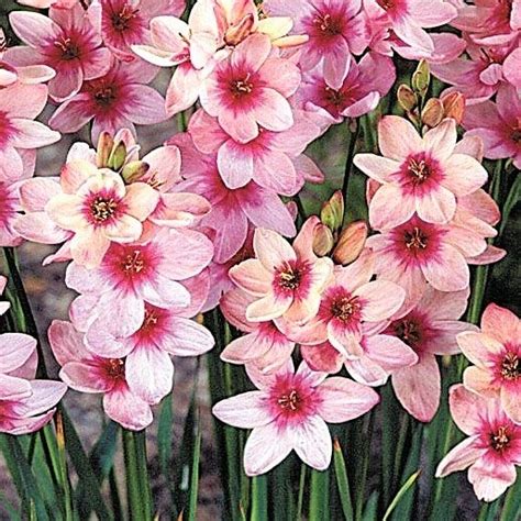 Ixia Pink Florabundance Wholesale Flowers