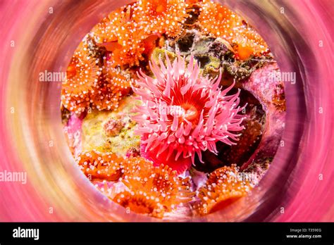 Proliferating Sea Anemone Hi Res Stock Photography And Images Alamy