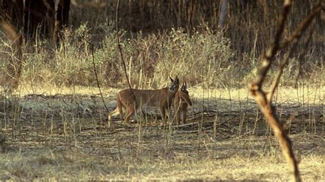 Ranthambore National Park In Rajasthan Wildlife A Detailed Guide 2019