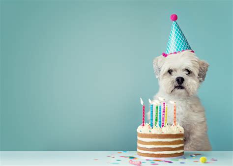 These images will convey your warm feelings and make a birthday person happy. Partying With Your Pooch: How to Throw a Dog Birthday Party | CelebrityDogWatcher.com