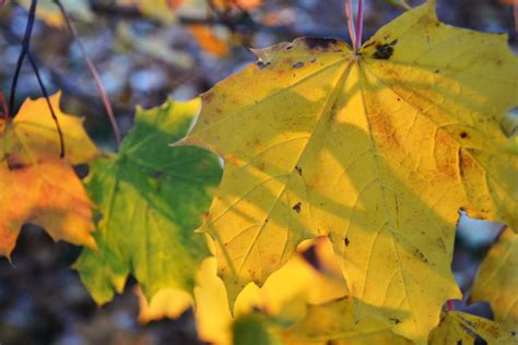 Yellow Autumn Leaf By Emeraldtreefrog14 On Deviantart
