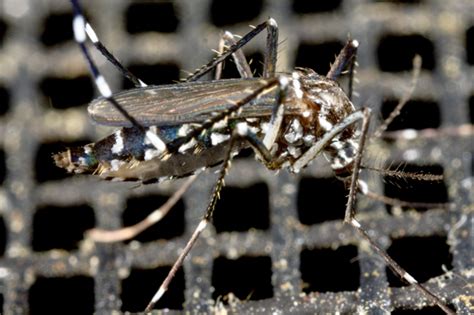 Asian Tiger Mosquito Aedes Albopictus Bugguidenet