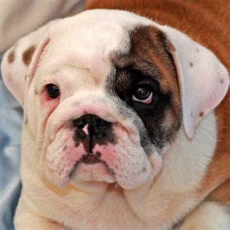 The english bulldog is an affectionate, loving companion breed with a sociable and sweet personality. English Bulldog Puppy for Sale in Boca Raton, South Florida - Bulldog