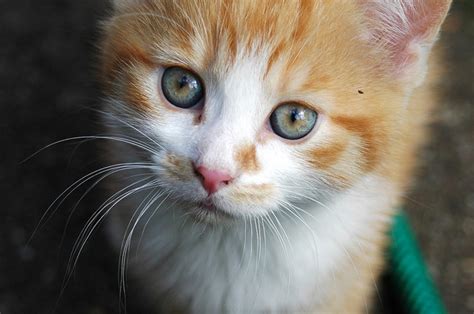 You can derive a cute nickname for her from her real name, for example sandra can be called sandy. 15 Clever Names For Your Ginger Cat
