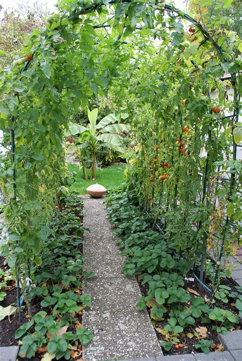 21 Beautiful Tomato Trellis Designs Joey Joeysocial