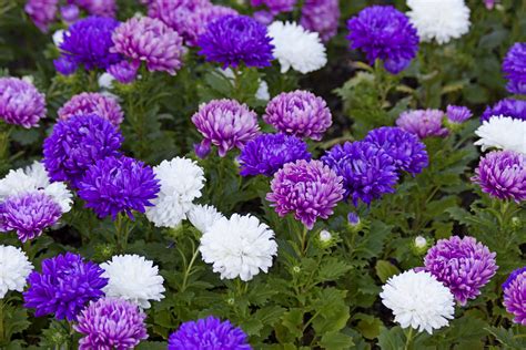 Best perennial flowers for full sun. Best Full Sun Flowers For Containers ~ Bees and Roses