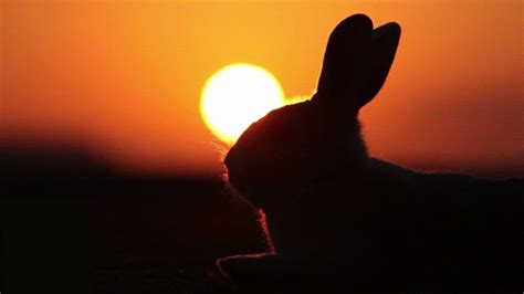 Sunset Bunny Imgur Rabbit  Kiwi Animal Bunny Mom