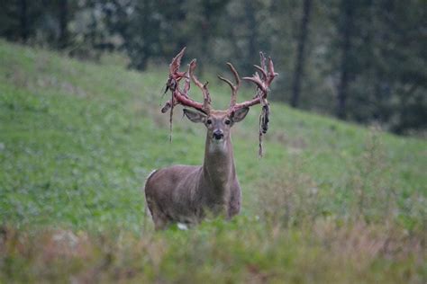 Trophy Whitetail Deer Hunts On Private Land High Fence Deer Hunts
