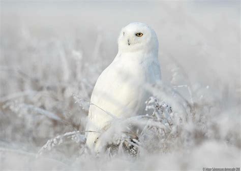 The White Ghost Snowy Owl Male Saskatoon January 2018 Snowy Owl