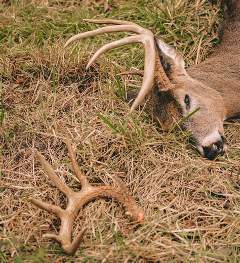 Bowhunter Kills 160 Class Buck With Basketball Sized Growth Outdoor Life