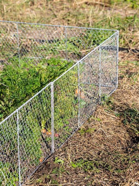All About Chicken Wire Fencing Fence