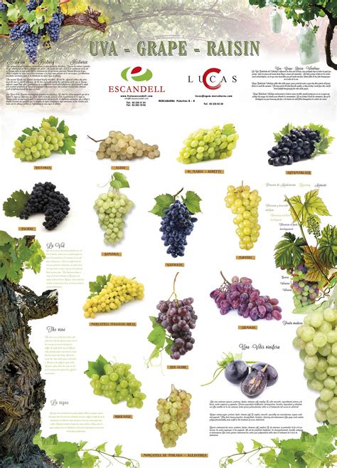 Wine Grape Varieties Chart