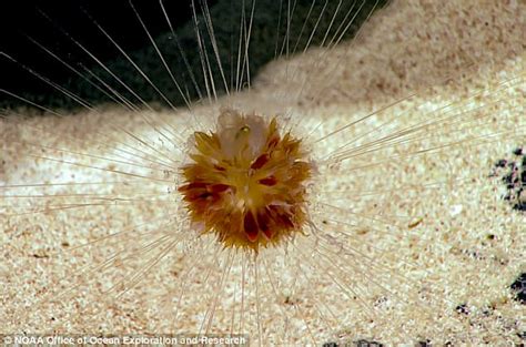 Dandelion Animal Spotted By Noaa Researchers Daily Mail Online