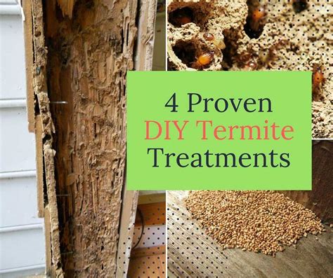 4 Proven Diy Termite Treatments Home And Gardening Ideas Diy