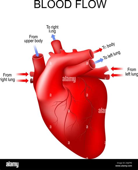 Anatomía Del Corazón Humano Las Flechas Muestran La Dirección Normal