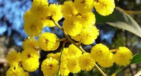 Golden Wattle Australia Day Ask Roz