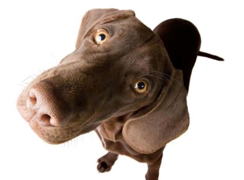 Sniff Varför Nosar Hundar På Allting Husdjur Expressen