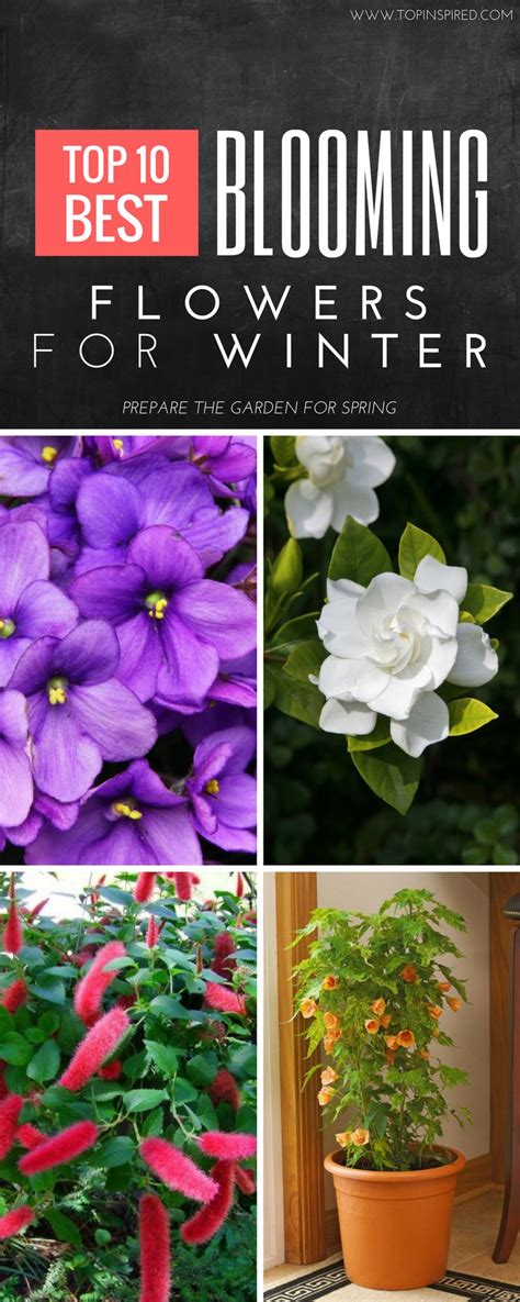 Top 10 Blooming Flowers For The Winter Blooming Flowers Bloom Flowers