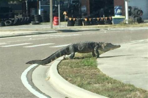 Watch Alligator Walks Back And Forth Across Busy Tavares Road