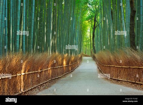 A Path Through A Bamboo Forest Photographed At The Arashiyama Bamboo