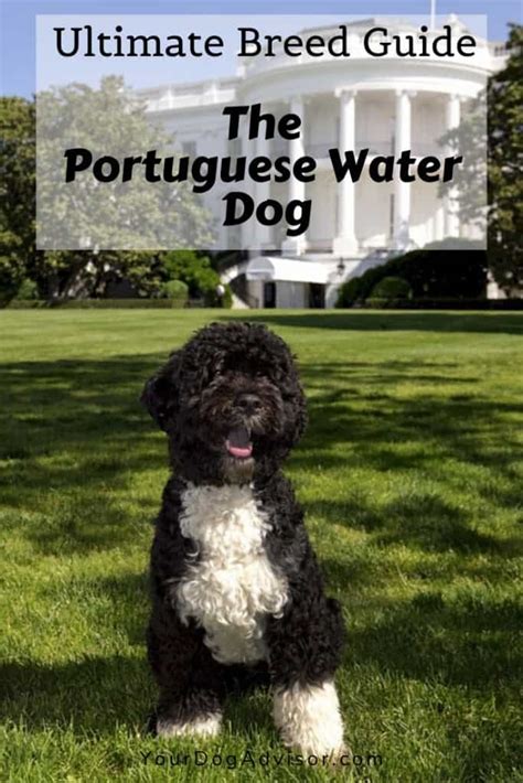 The Portuguese Water Dog Ultimate Breed Information