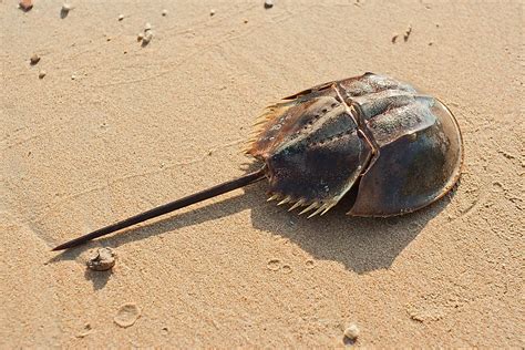 What is the World's Oldest Living Animal? - WorldAtlas