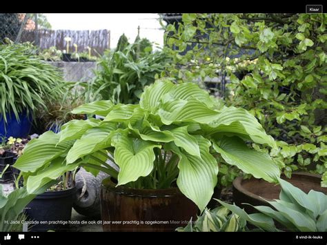 Hosta Jade Cascade With Images Hosta Plants Shade Garden Plants