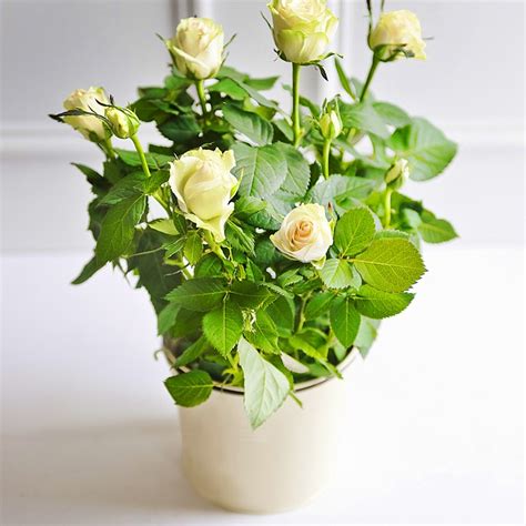 If you don't have a mature plant for harvesting seeds, ask your seed supplier about freshness before buying. Indoor Plants - Our Pick of the Best | Ideal Home
