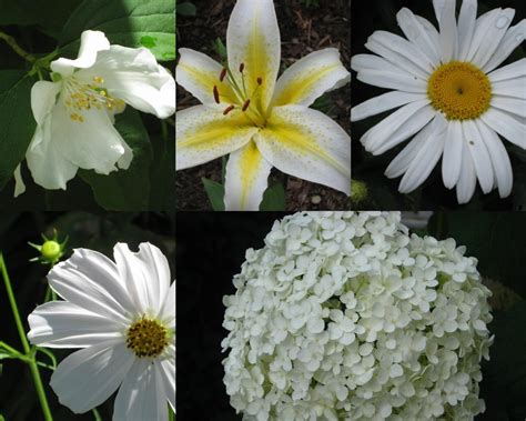 Plants With White Flowers Perennials Annuals Bulbs And