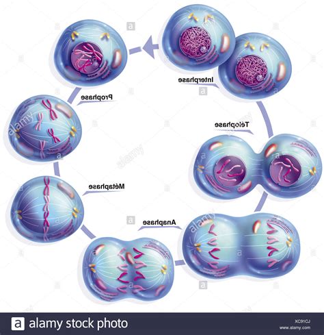 Mitosis High Resolution Stock Photography And Images Alamy