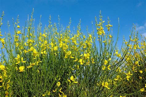 Genêt Cytisus Racemosus Tige 300cyttige24 Jardiprix Spécialiste En